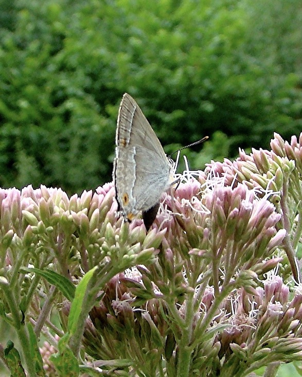 purple hairstreak